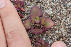 Chenopodium macrospermum