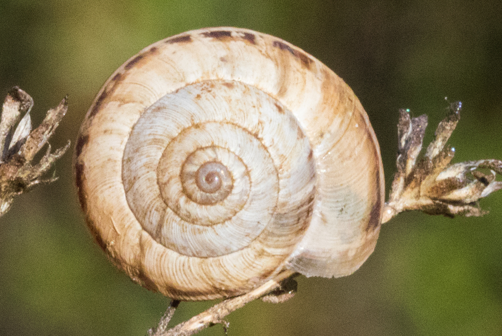 White Italian Snail (Madeira Snails) · iNaturalist