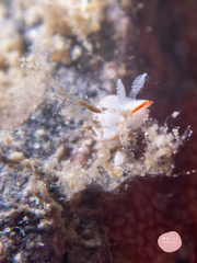 Goniobranchus albonares