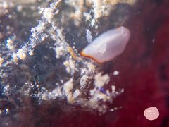 Goniobranchus albonares
