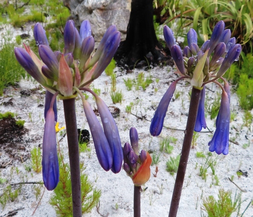 Agapanthus walshii (Agapanthus walshii)