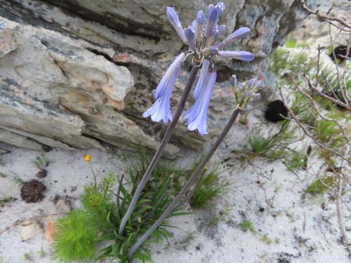Agapanthus walshii (Agapanthus walshii)