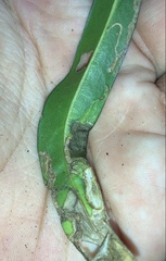 Peristoreus cruciger