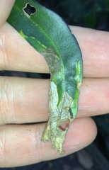 Peristoreus cruciger