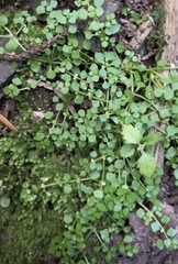 Callitriche muelleri