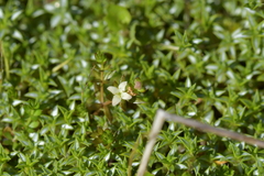 Galium perpusillum