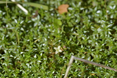 Galium perpusillum