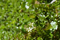 Galium perpusillum