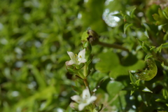 Galium perpusillum