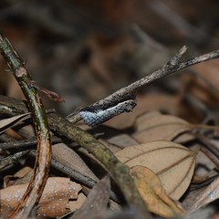 Lophoptera vittigera