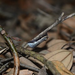 Lophoptera vittigera