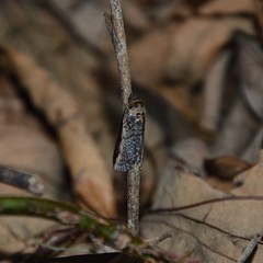 Lophoptera vittigera