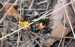 Chauliognathus tricolor