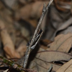 Lophoptera vittigera
