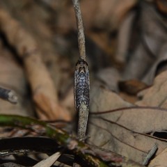 Lophoptera vittigera