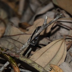 Lophoptera vittigera