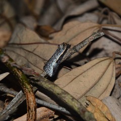 Lophoptera vittigera