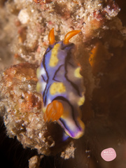Hypselodoris nigrostriata