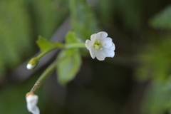 Epilobium chlorifolium