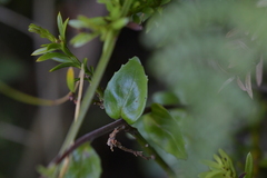Epilobium chlorifolium