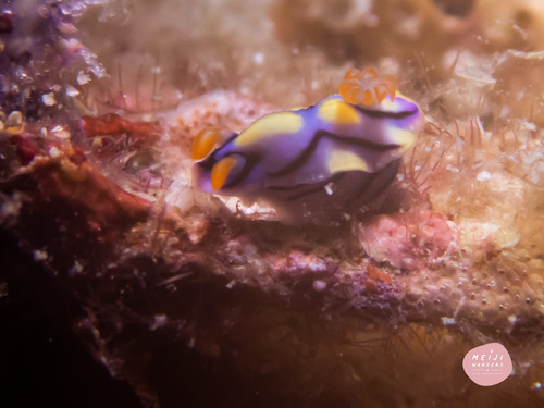 Hypselodoris nigrostriata — seen at this dive site