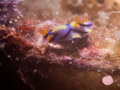 Hypselodoris nigrostriata