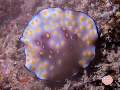Goniobranchus hintuanensis