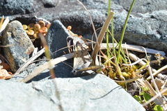 Lycaena caerulea