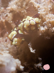 Colpodaspis thompsoni