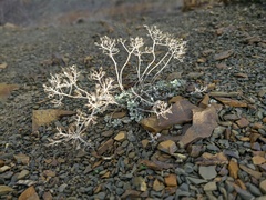 Odontarrhena obtusifolia