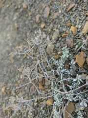 Odontarrhena obtusifolia
