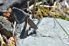 Lycaena caerulea