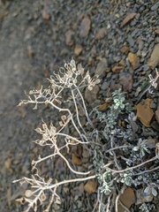 Odontarrhena obtusifolia