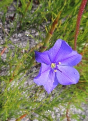 Aristea juncifolia