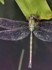 Gynacantha subinterrupta