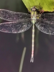 Gynacantha subinterrupta