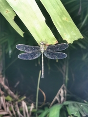 Gynacantha subinterrupta