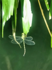 Gynacantha subinterrupta