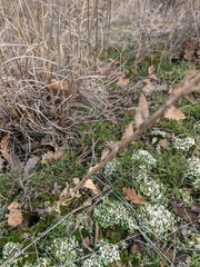 Linaria genistifolia