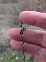 Linaria genistifolia