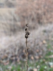 Linaria genistifolia