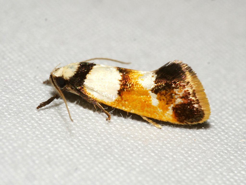 Crepidosceles glycydora