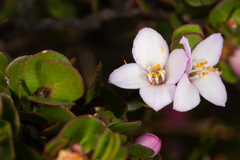 Boronia rhomboidea