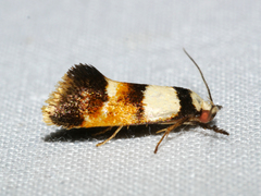 Crepidosceles glycydora