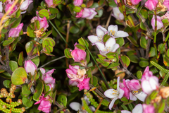 Boronia rhomboidea