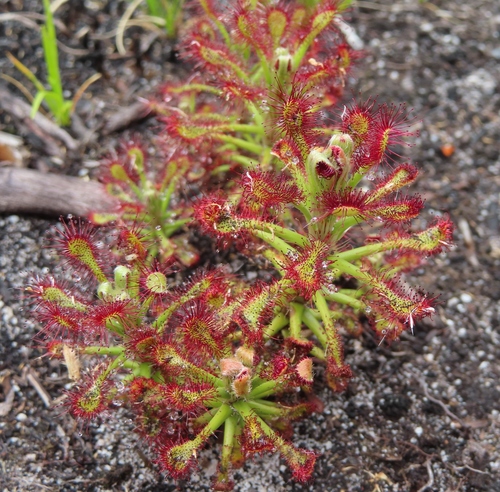 Drosera glabripes