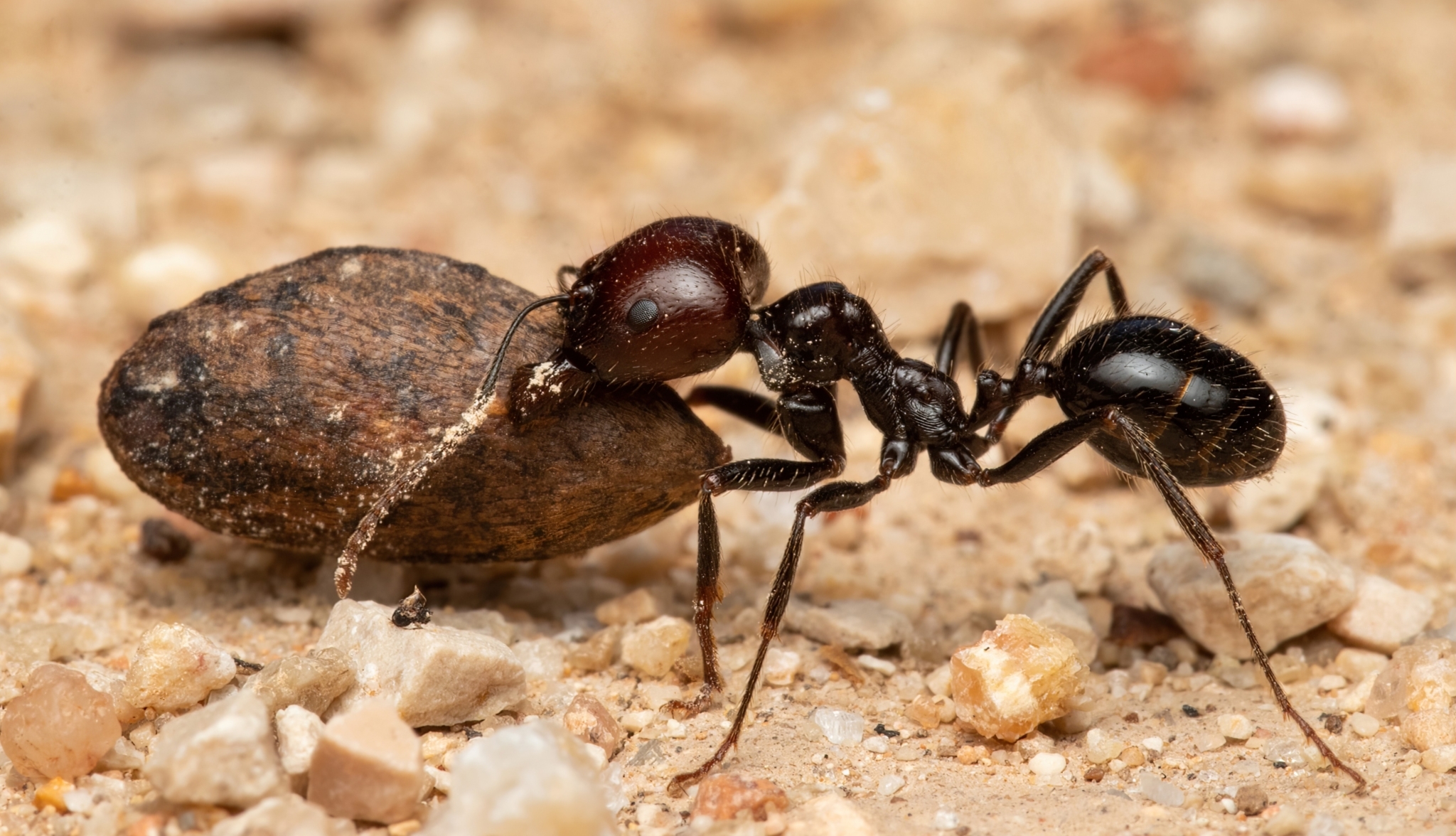 HORMIGAS VS MOSCA VIVA  Hormigas Messor Barbarus 