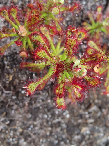 Drosera glabripes