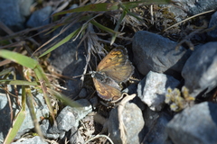 Lycaena caerulea