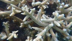 Acropora muricata